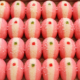 pink-cham-cham